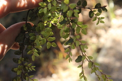 Nothofagus solandri