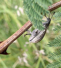 Ericydeus viridans