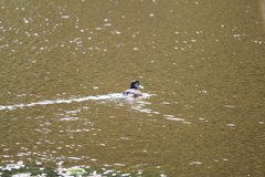 Aythya novaeseelandiae