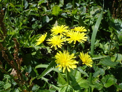 Picris japonica kamtschatica
