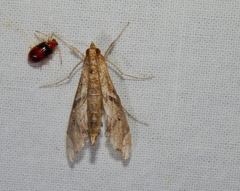 Terastia africana