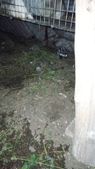 Spilogale angustifrons