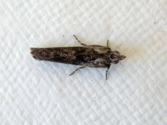 Sciota melanostyla