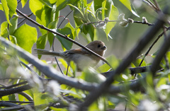 Sinosuthora webbiana