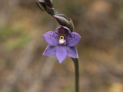 Thelymitra nervosa