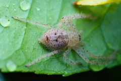 Neosparassus diana
