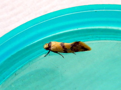 Psaroxantha basilica