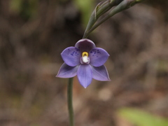 Thelymitra nervosa