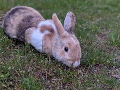 Oryctolagus cuniculus domesticus