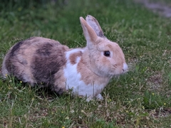 Oryctolagus cuniculus domesticus