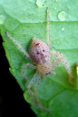 Neosparassus diana