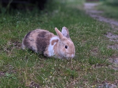 Oryctolagus cuniculus domesticus