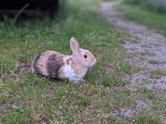 Oryctolagus cuniculus domesticus