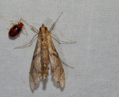 Terastia africana