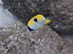 Chaetodon unimaculatus