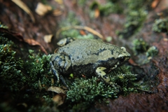 Hypopachus