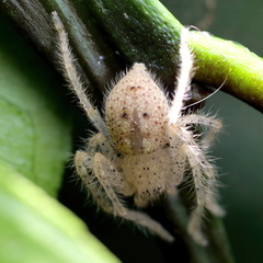 Neosparassus diana