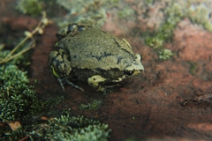 Hypopachus