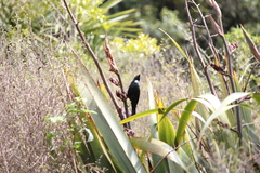 Prosthemadera novaeseelandiae