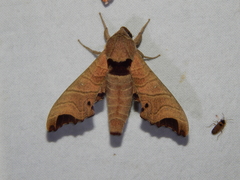 Likoma apicalis
