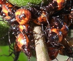 Sastragala versicolor