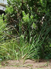 Bromus catharticus catharticus