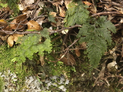 Hymenophyllum scabrum