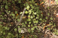 Rubus australis