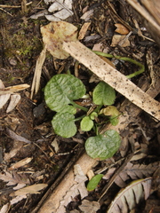 Pterostylis trullifolia