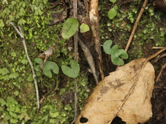 Acianthus sinclairii