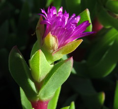 Ruschia rubricaulis