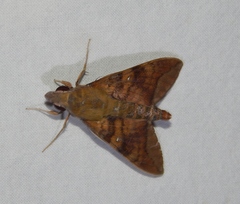 Nephele comma