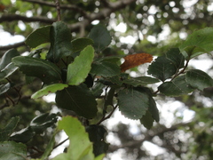 Nothofagus truncata