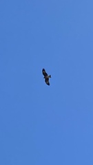 Milvus migrans lineatus