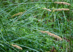 Carex appressa