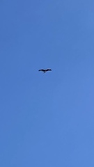Milvus migrans lineatus
