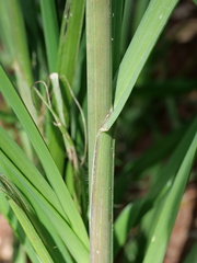 Bromus catharticus catharticus