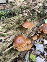 Galerina marginata