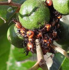 Sastragala versicolor