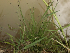 Isolepis cernua