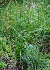Carex appressa