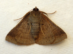 Ericeia subsignata