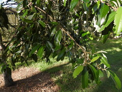 Sastragala versicolor