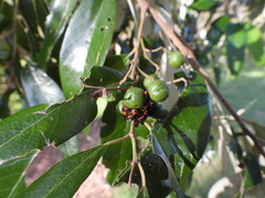 Sastragala versicolor