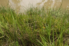 Isolepis prolifera