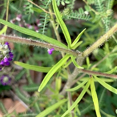 Dalea bicolor