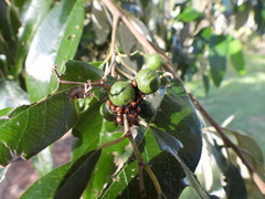 Sastragala versicolor