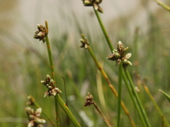 Isolepis prolifera