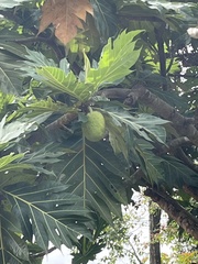 Artocarpus