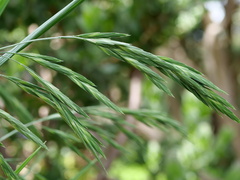 Bromus catharticus catharticus